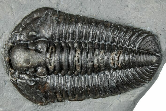 Calymene Niagarensis Trilobite Fossil - New York #295574